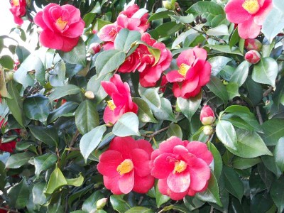 Veranstaltungen in April am Comer See Bild von Veranstaltungen in April am Comer See