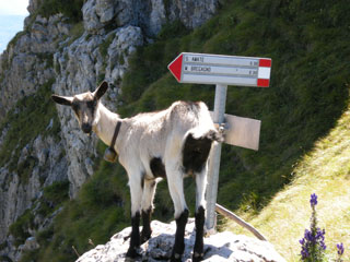 Bergsteigen Comer See Bild von Bergsteigen Comer See