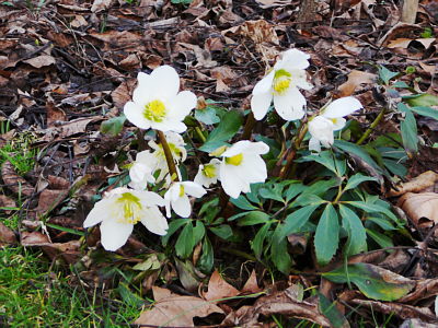 Veranstaltungen in Februar am Comer See Bild von Veranstaltungen in Februar am Comer See