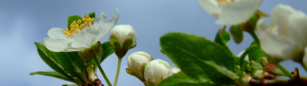 Wetter am Comer See in Fruehling Bild von wetter am Comer See in Fruehling