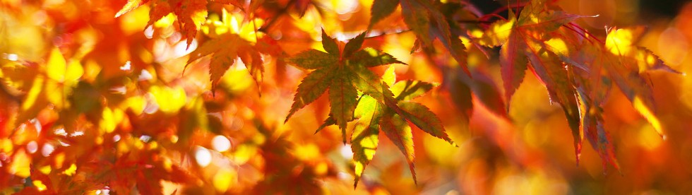 Bild von wetter am Comer See in Herbst